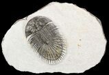 Thysanopeltis Trilobite - Issoumour, Morocco #54372-3